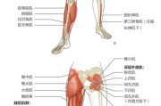 【大腿肌腱拉伤最好治疗方法】大腿肌腱拉伤怎么办？有效的治疗方案和康复建议