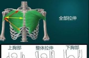 【怎么拉伸胸肌上部分】如何正确拉伸胸肌，让你的胸肌更强大