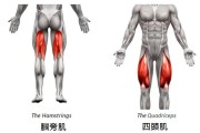 【怎么破坏肌肉纤维】如何破坏肌肉：4种方式带来的负面影响