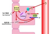 醛固酮的生理功能及调控机制