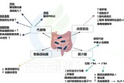 【bcaa可以长期服用吗】长期服用BCAA会带来哪些影响？