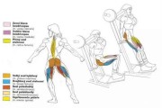 【哈克怎么练臀】哈克练腿部的最佳方法——快速提高腿部力量与耐力