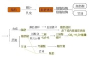 【人体脂肪是怎么形成的动画】人体脂肪是怎么形成的？