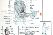 【健身二头肌练好第二天手伸不直酸疼】健身二头肌疼痛应对方法大揭秘！