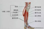 【怎么瘦小腿肌】如何定义小腿肌？