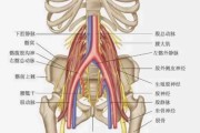 【怎么找腰大肌的位置】如何准确找到腰大肌