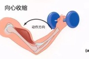 【离心和向心收缩怎么区分】实现向心收缩的有效方法