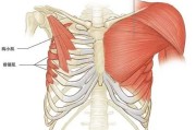 【上下胸怎么练】如何正确区分以上胸肌和下胸肌？