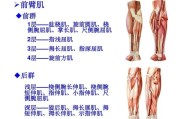 【前臂肌群记忆口诀】如何记忆前臂肌群？