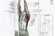 【倒三角肌肉怎么练视频】倒三角肌肉训练技巧，塑造完美上身线条