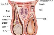 了解阴囊疾病的类型及其治疗方法