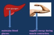 【怎么提高肌糖原的储备能力】提高肌糖原：增加能量储备的关键方法