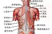 【怎么知道肌肉恢复了没有】怎么知道肌肉恢复了？了解这些迹象