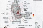 【怎么练臂力最有效】怎样有效练习臂部肌肉？