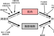 【怎么减脂肪】如何减脂肪增肌肉：科学健身方法大揭秘