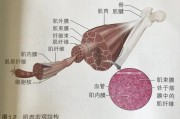 【快肌纤维怎么练】快肌纤维的结构与功能解析