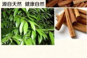 肉桂的功效与作用及食用方法