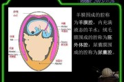 【怎么分辨外胚中胚内胚】如何分辨外胚？