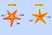 海星的功效与作用解析