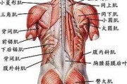 【怎么拍背部肌肉】如何正确判断和处理背部肌肉断裂