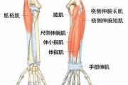 【怎么加强小臂力量】如何加强小臂肌肉，提升力量和耐力