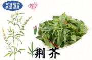 荆芥的功效与作用详解