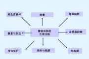 【健身的脂肪摄入来源】健身的脂肪怎么摄入