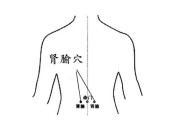 肾俞穴位位置图及其功能