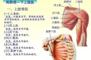 【冈上肌疼痛怎么办】冈下肌疼痛怎么办？