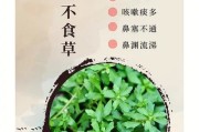 鹅不食草的功效，为你揭秘