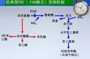 苯丙酮尿：致病机理与临床表现