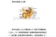 【pc肌肉锻炼方法视频教程】如何锻炼PC肌肉？PC肌肉锻炼方法大揭秘！