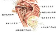 腋下淋巴结：功能与疾病