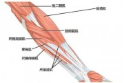 【怎么可以把小臂练粗一点】如何通过训练使小臂变得更加粗壮