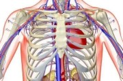 【右胸部肌肉疼怎么回事儿】右胸部肌肉疼怎么回事？