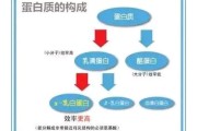 【乳清蛋白怎么吃效果好】乳清蛋白怎么吃？正确的摄入方式让您受益更多