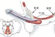 【臀部肌肉收缩锻炼】如何有效锻炼PC肌肉收缩？