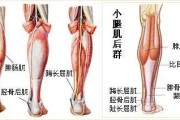 【小腿肌肉胀痛的原因和解决办法】小腿肌肉受损的有效治疗方法