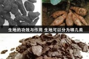 生地黄的功效与作用及食用方法