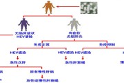 了解甲肝抗体的重要性与特点