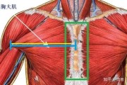 【怎么判断是不是胸肌】如何判断胸肌中缝？探秘胸肌中缝的判断方法