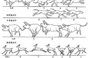 【四足运动规律】四足怎么运动？运动方式解析