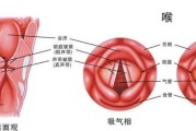 声带小节：发声之要素解析