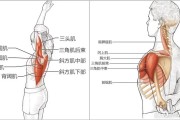 【怎么健身能让肩膀宽】如何通过健身让肩膀更宽