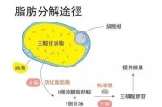 【怎么燃烧脂肪最有效】如何高效燃烧脂肪？