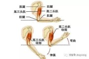 【怎么放松肱二头肌和肱三头肌】如何按摩放松肱二头肌？