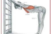 【健身拉伸背部肌肉的动作视频】如何正确拉伸背部肌肉，让健身更加有效