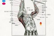 【背部大圆肌怎么练】如何正确锻炼大圆肌？大圆肌怎么练大？