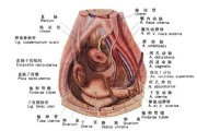 女性生理结构图及其功能解析