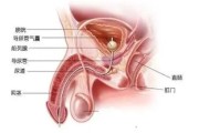 细菌性慢性前列腺炎：病因、症状和治疗